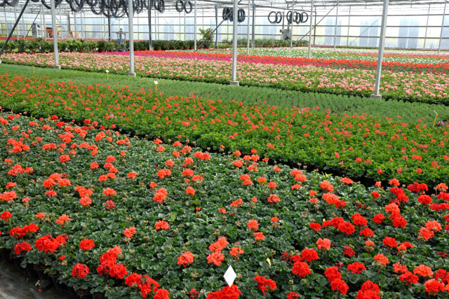 Di Meo Remo Azienda agricola