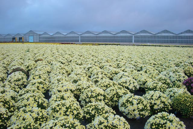Di Meo Remo Azienda agricola