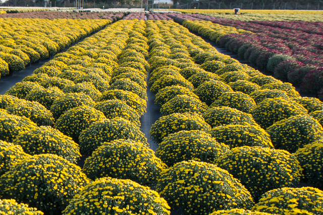 Di Meo Remo Azienda agricola