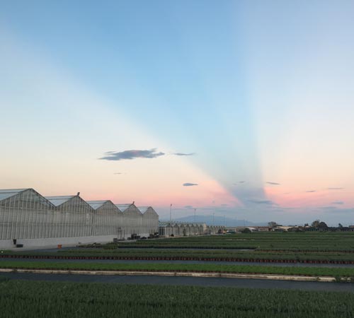 Azienda Agricola Di Meo Remo
