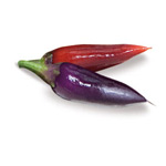 Peperoncino Acapulco Purple