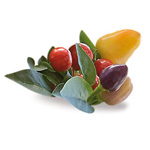 Peperoncino Harlequin / Festival