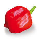Peperoncino Red Caribbean