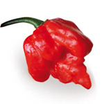 Peperoncino Trinidad Moruga Scorpion red