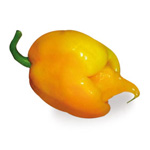 PeperoncinoTrinidad Moruga Scorpion yellow