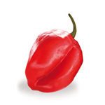 Peperoncino Scotch Bonnet