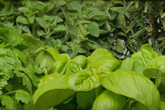 Piante Aromatiche