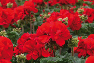 Piante Aromatiche
