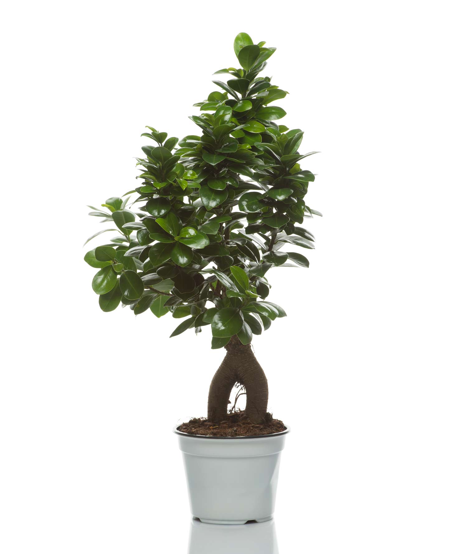Pianta ornamentale Bonsai ginseng - Ficus retusa