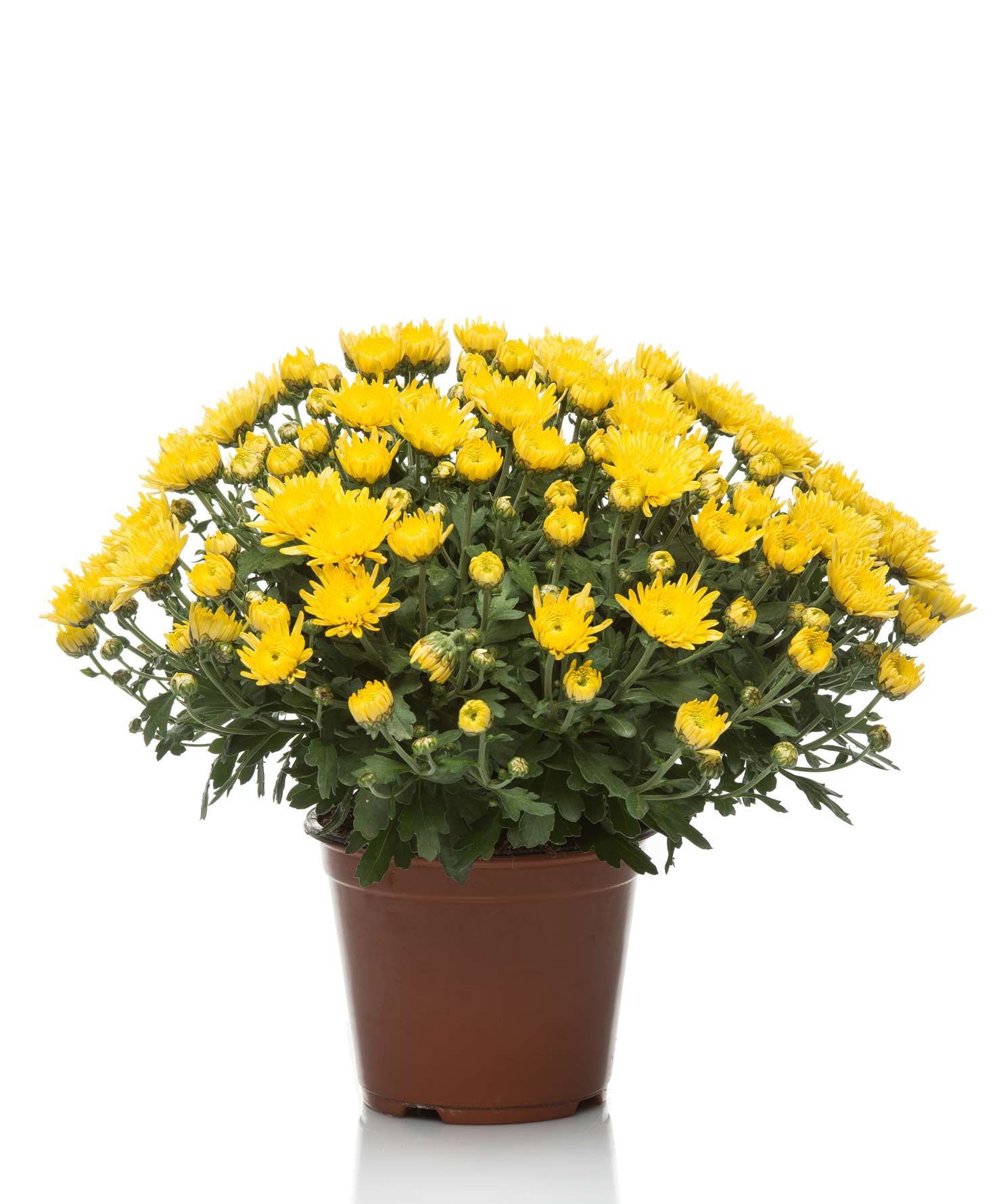 Pianta ornamentale Crisantemo v.14 - Chrysanthemum