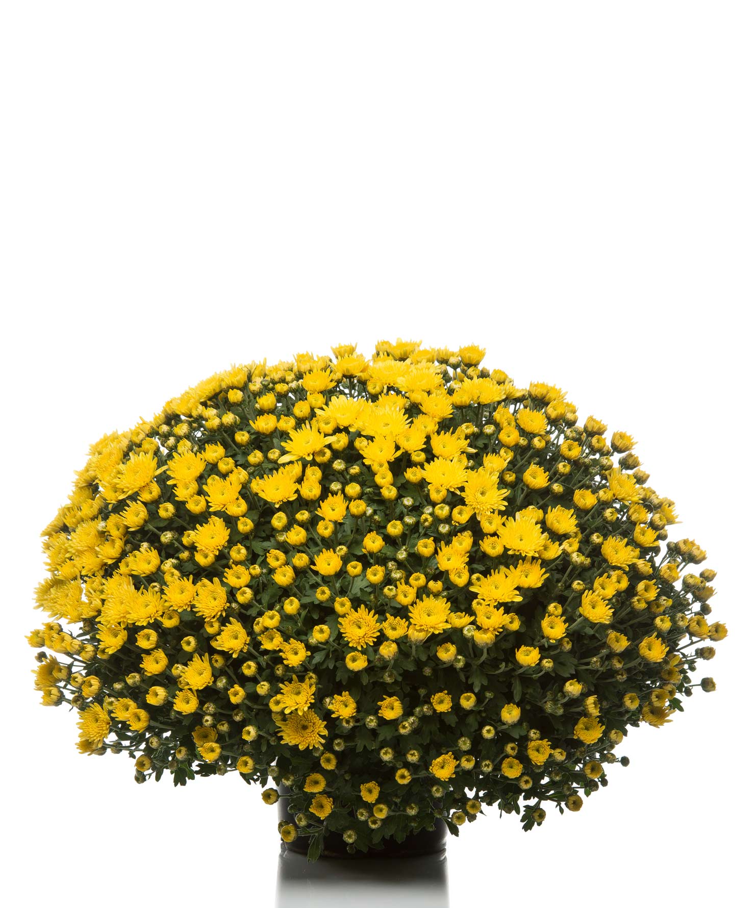 Pianta ornamentale Crisantemo v.19 - Chrysanthemum