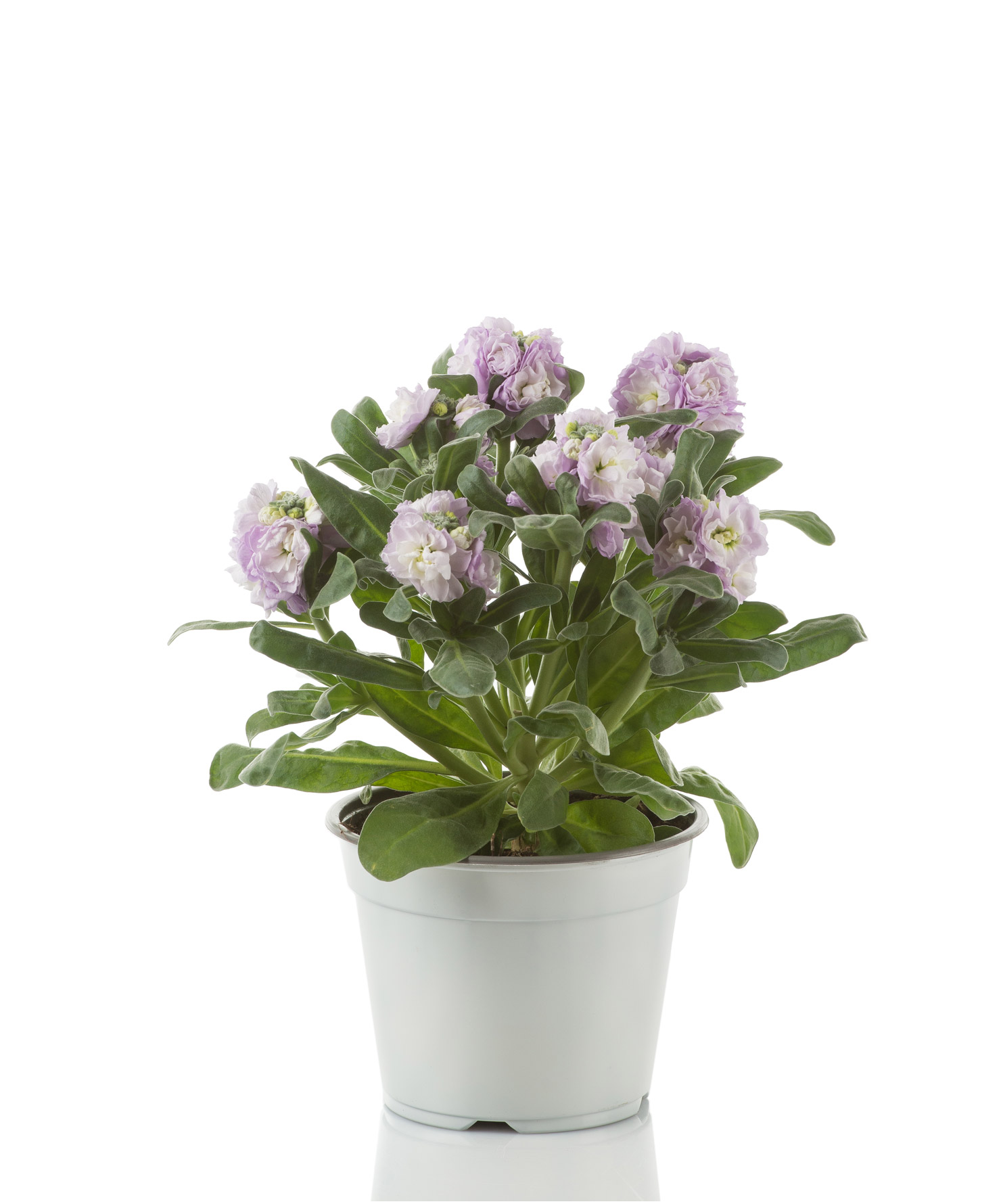 Pianta ornamentale Violaciocca - Matthiola incana