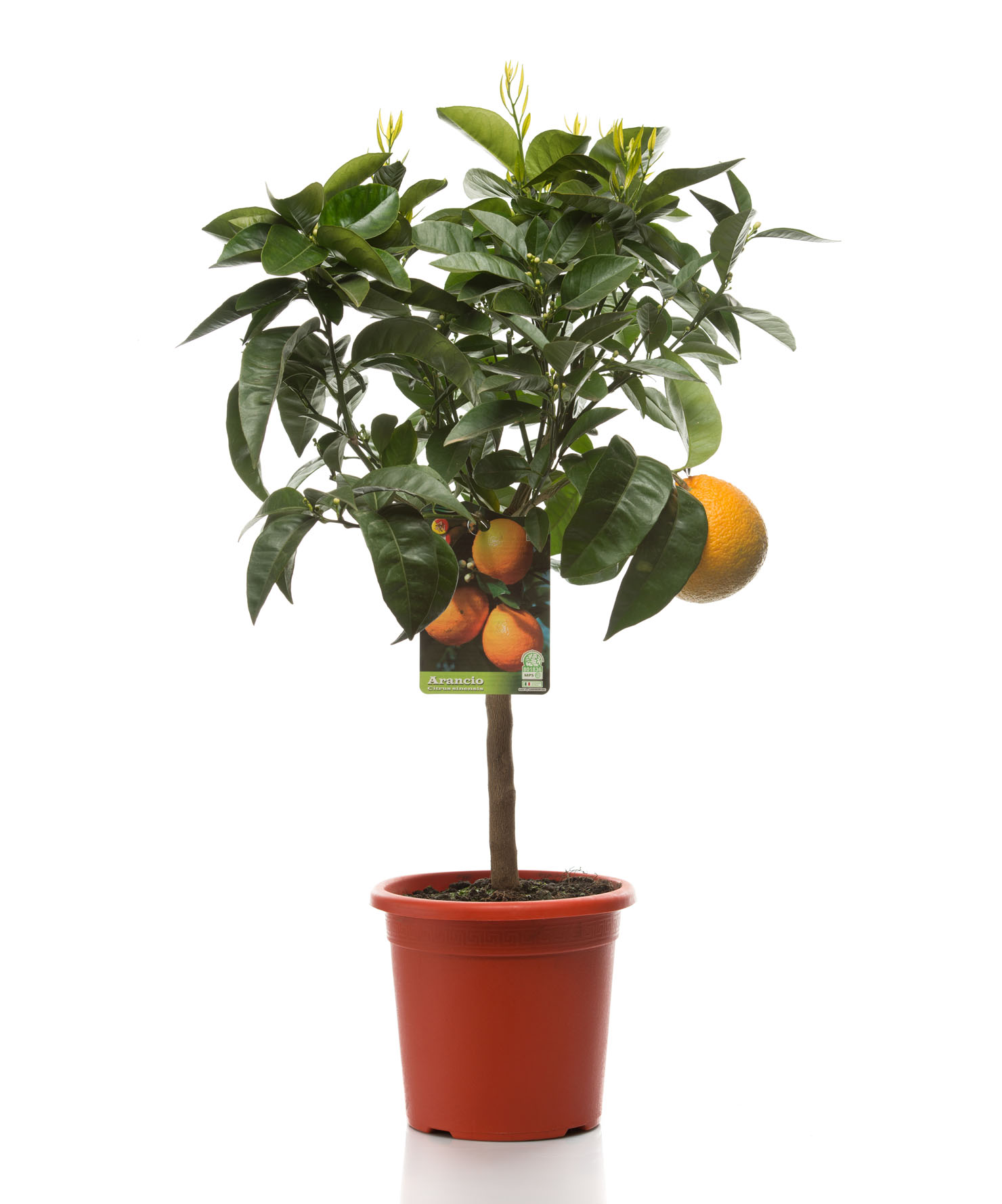 Pianta ornamentale Arancio - Citrus sinensis