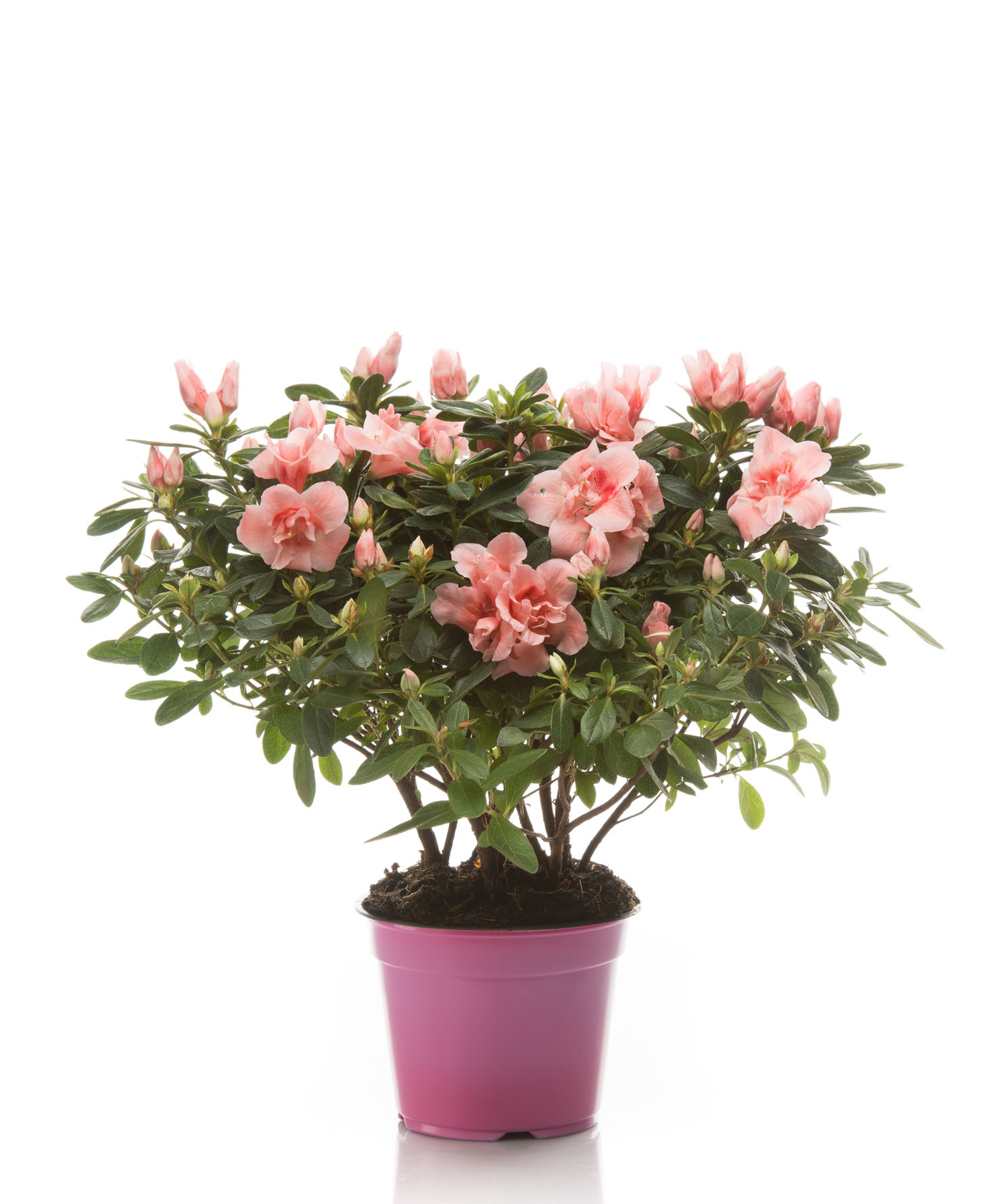 Pianta ornamentale Azalea - Rhododendron