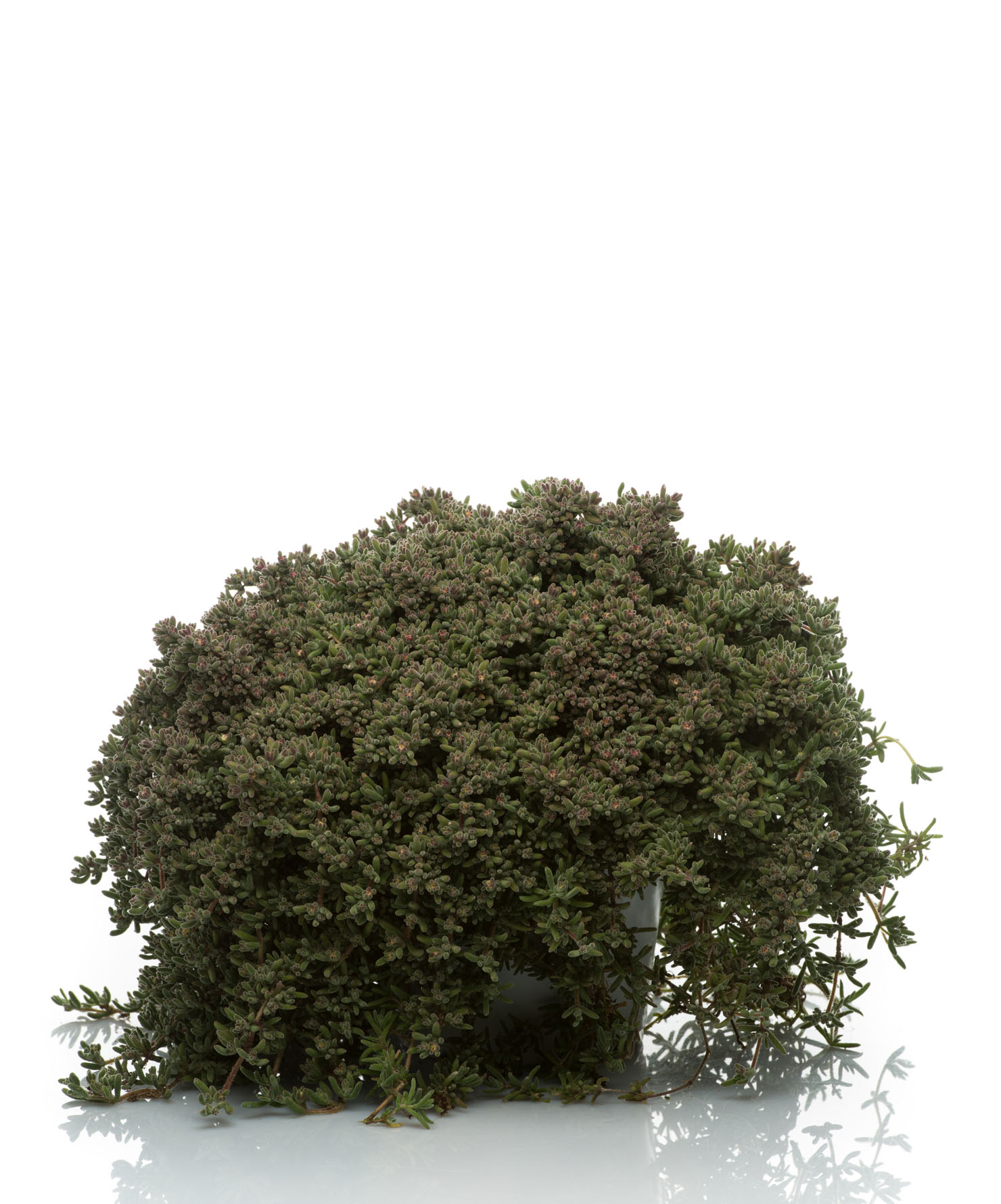 Pianta ornamentale Barba di Giove - Drosanthemum hispidum