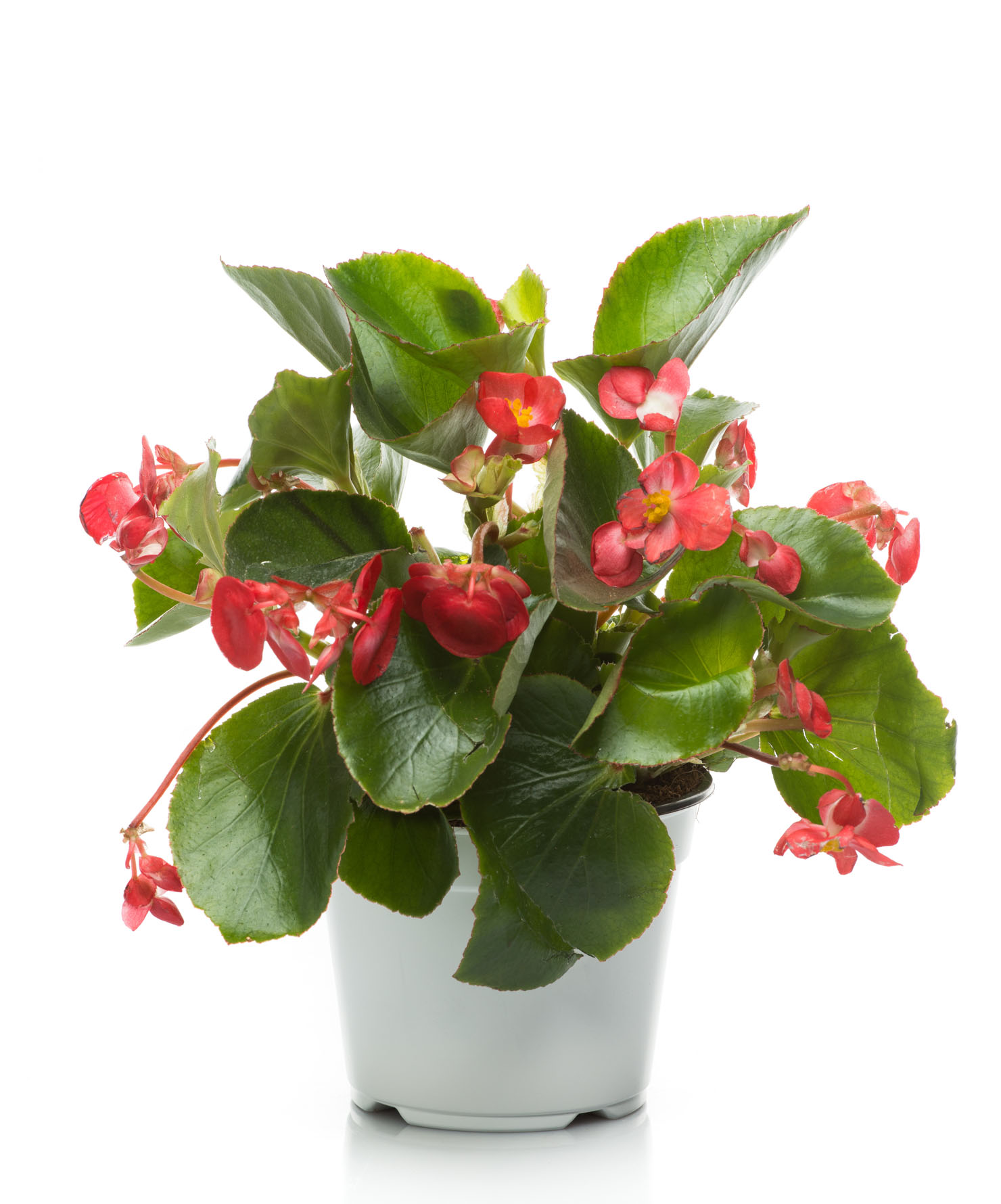 Pianta ornamentale Begonia - Begoniaceae