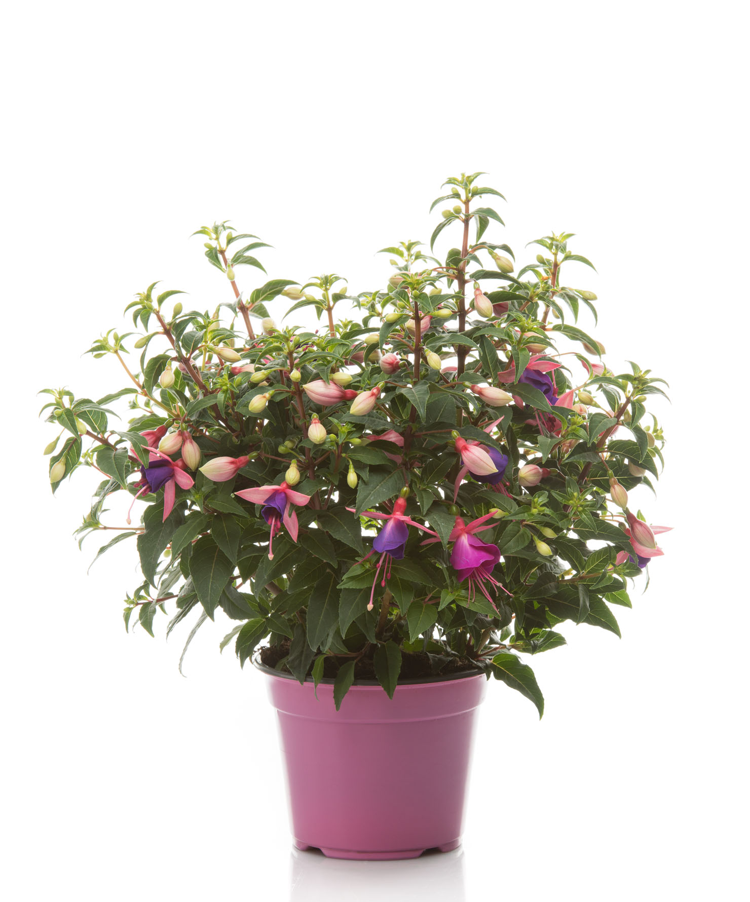 Pianta ornamentale Fuchsia - Fuchsia
