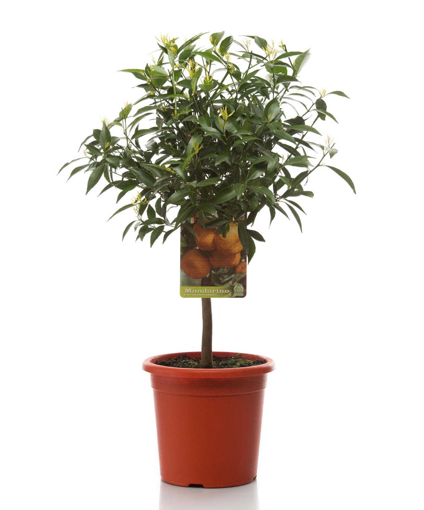 Pianta ornamentale Mandarino - Citrus reticulata