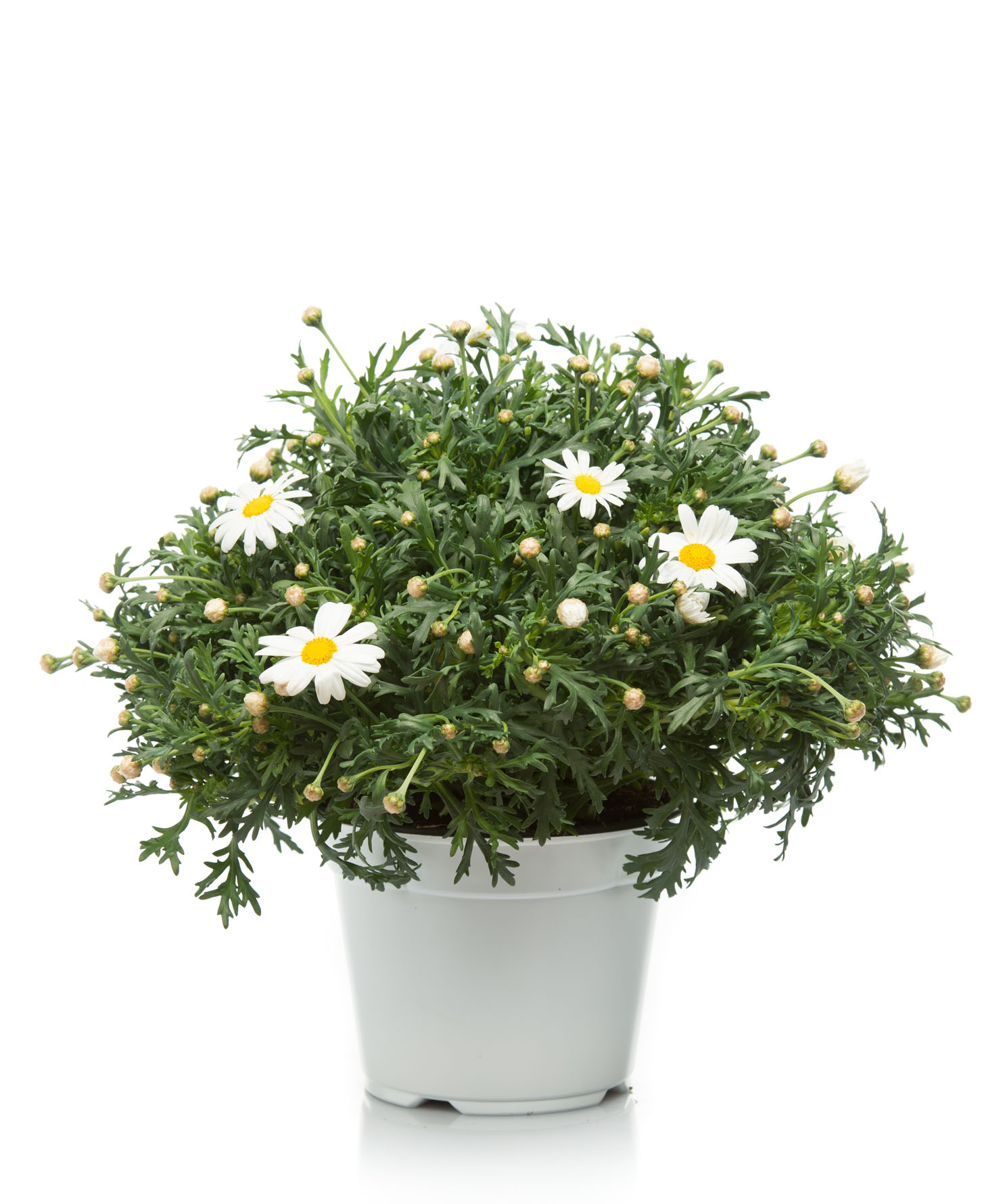 Pianta ornamentale Margherite  - Argyranthemum