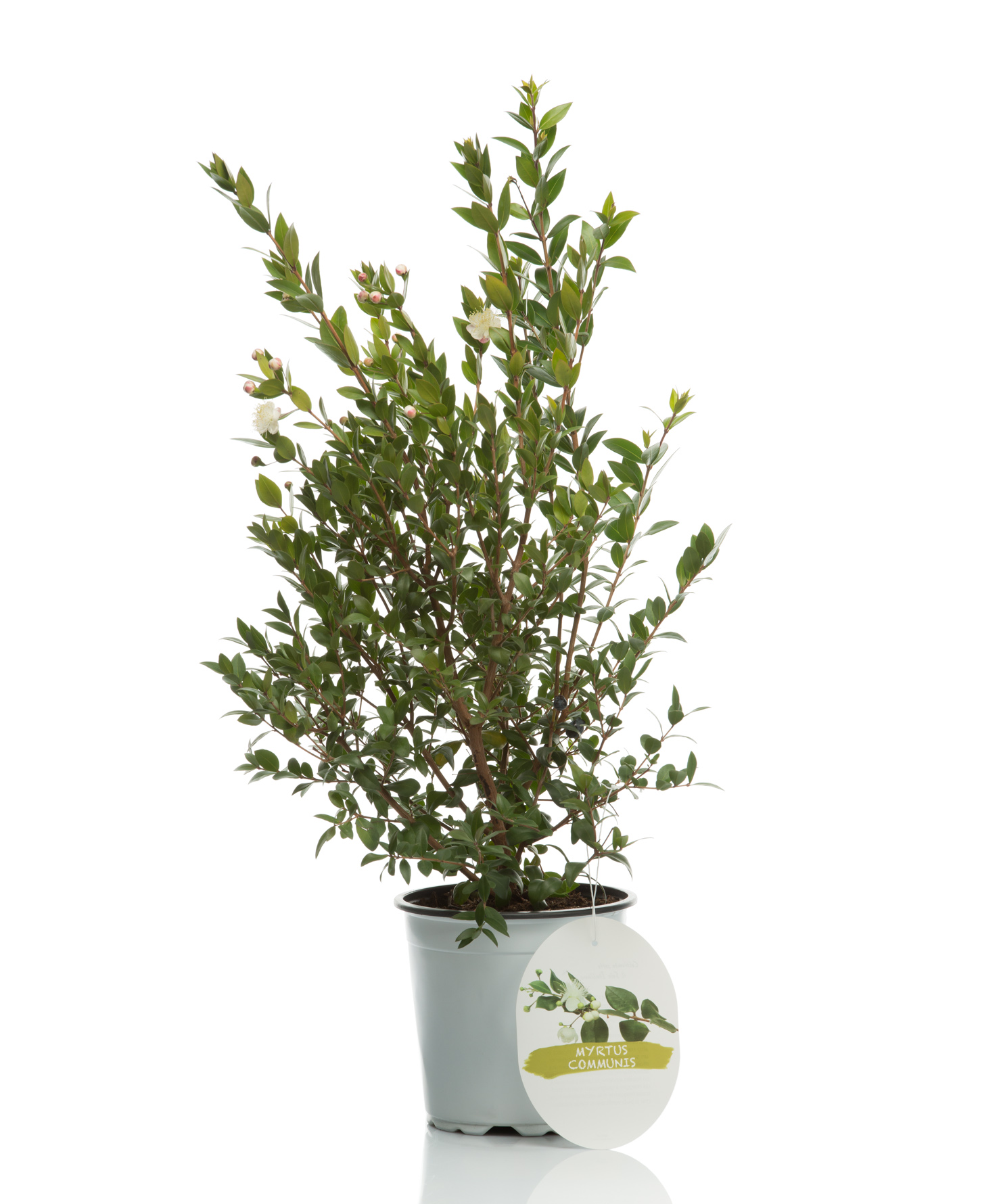 Pianta ornamentale Mirto - Myrtus communis