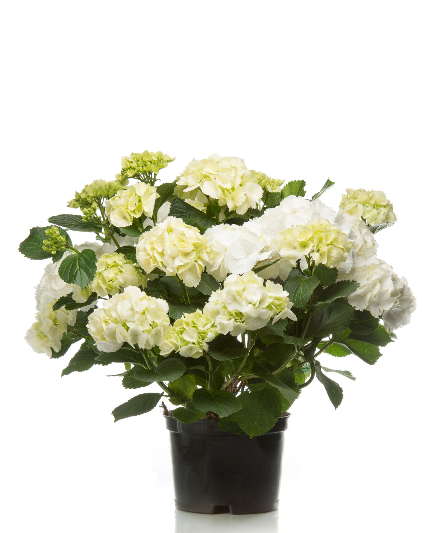 Pianta ornamentale Ortensia - Hydrangea