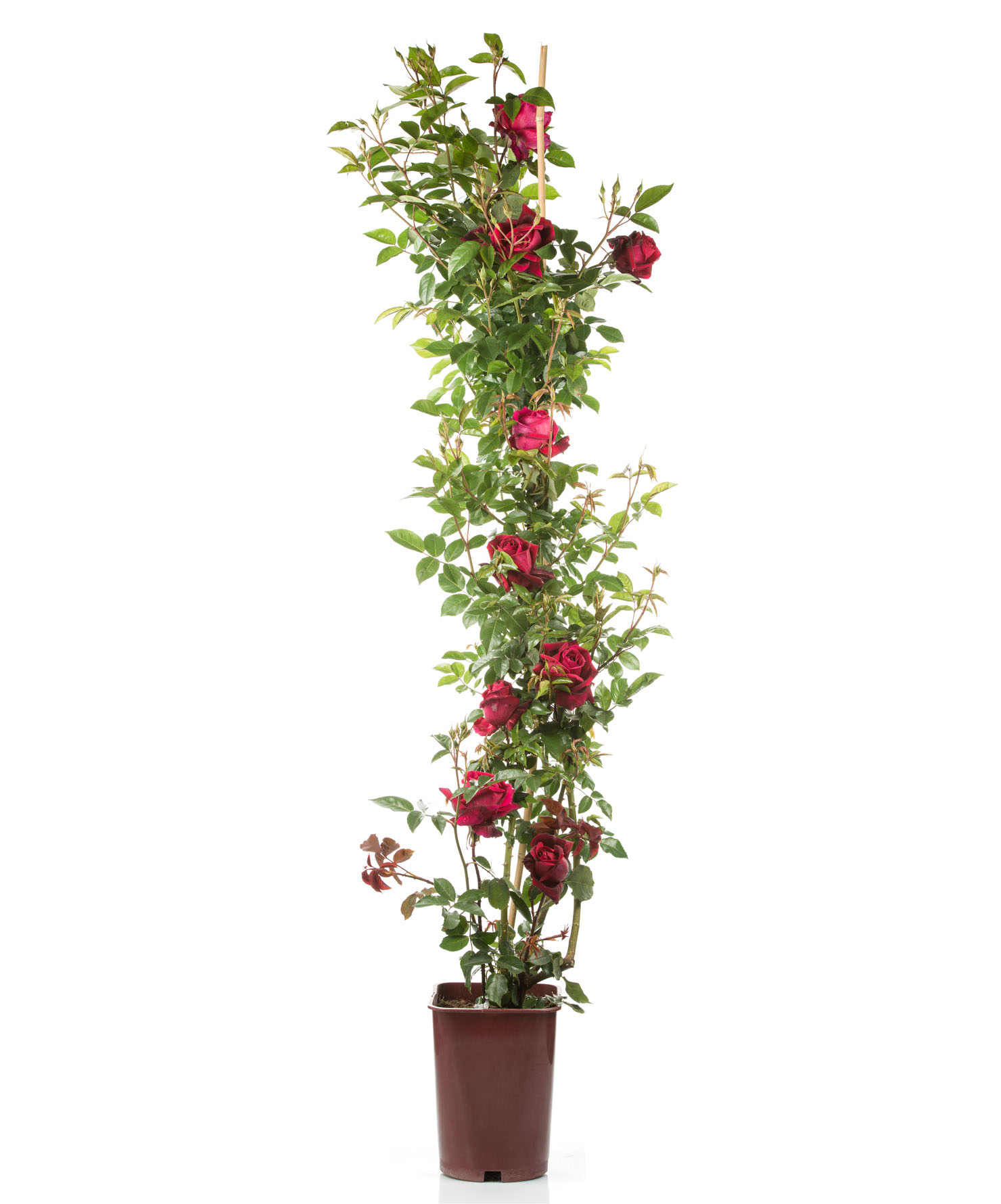 Pianta ornamentale Rosa rampicante  - Rosa