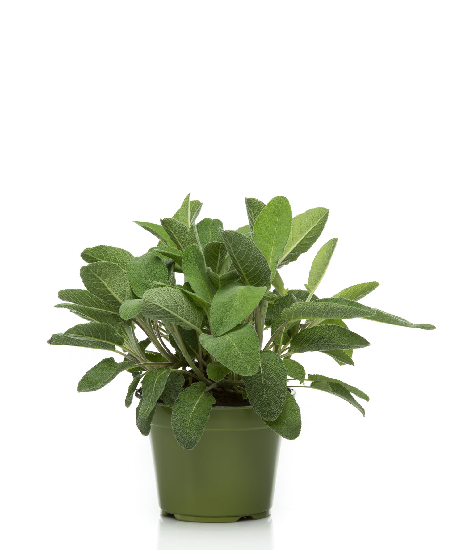 Aromatiche Salvia - Salvia officinalis